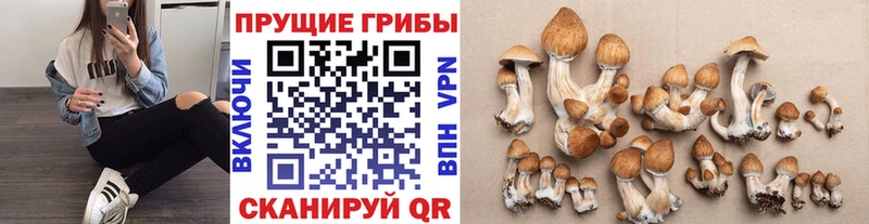 Галлюциногенные грибы Psilocybe  MEGA как войти  darknet наркотические препараты  Алупка 